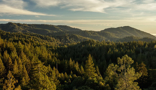 Big Basin Redwoods State Park. Photo by Max Forster