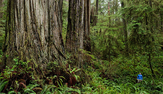 Jedediah Smith Redwoods State Park. Photo by Max Forster