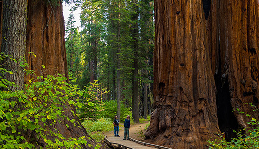 Calaveras Big Trees State Park. Photo by Max Forster