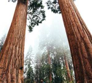 A man stands in the center facing the camera between two large giant sequoia trees, with giant sequoias in the background shrouded in fog.
