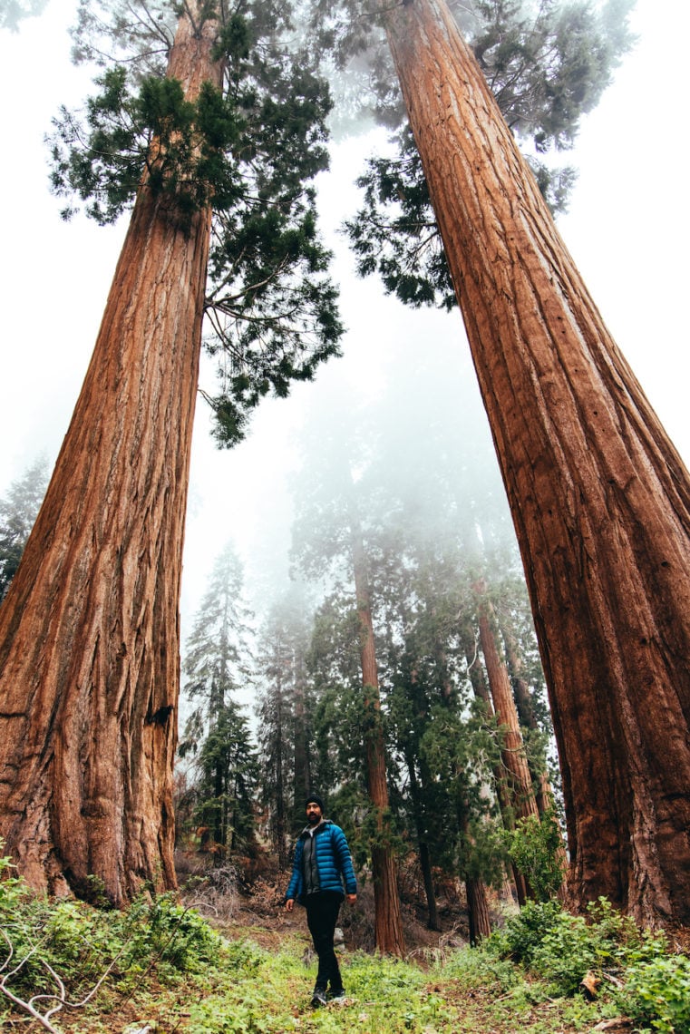 A man stands in the center facing the camera between two large giant sequoia trees, with giant sequoias in the background shrouded in fog.