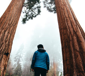 Backpacking in the giant sequoias