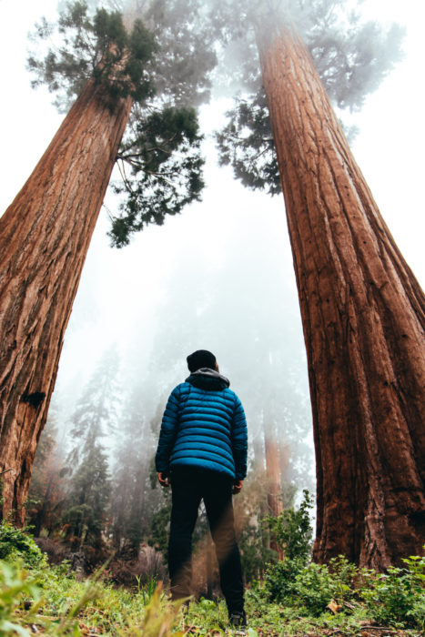 Low-angle shot from behind a man standing in the center between two tall giant sequoia trees; he is looking up at the tree on the right.