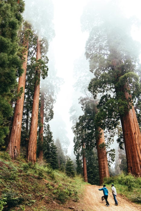 Two men and a dog walk uphill on a trail through large giant sequoia trees shrouded in fog.