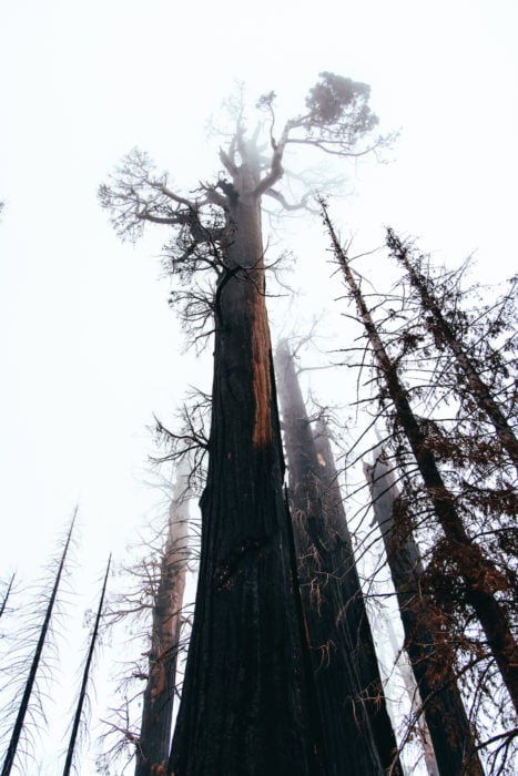 Low-angle shot of a tall, burned giant sequoia tree broken at the top, surrounded by other burned trees with fog in the air