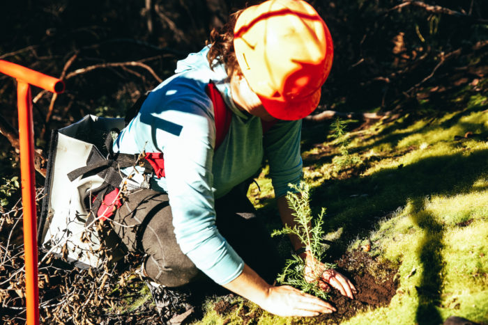 A woman wearing a hard hat plants a coast redwood seedling