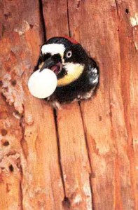 Acorn woodpecker. Photo by Walt Koenig