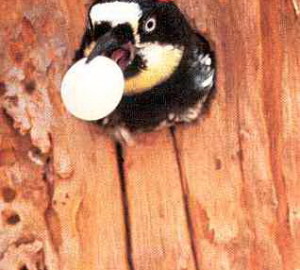 Acorn woodpecker. Photo by Walt Koenig