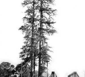 Historic photo of El Palo Alto tree