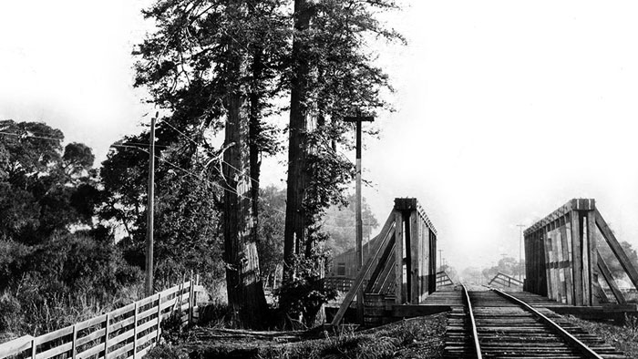Historical black and white photo of coast redwoods in Palo Alto
