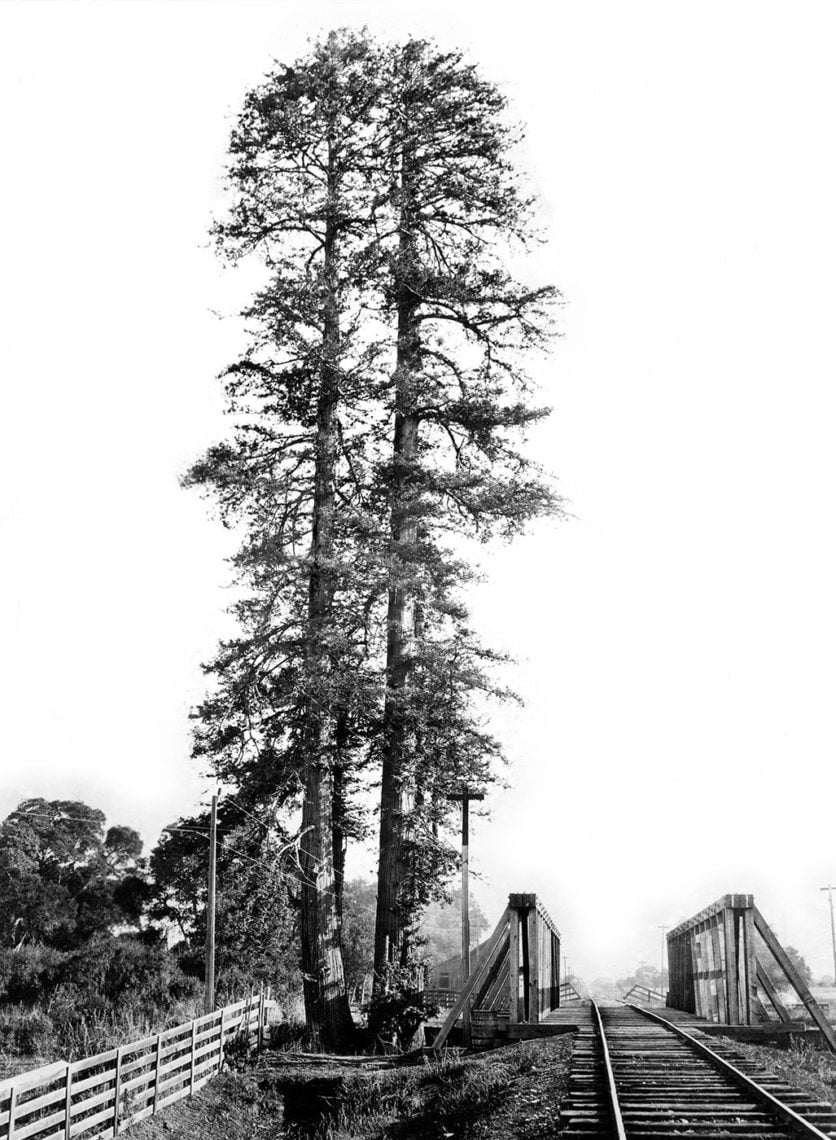 Historic photo of El Palo Alto tree