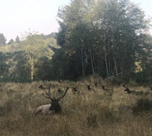 Roosevelt elk on the Orick Mill site.