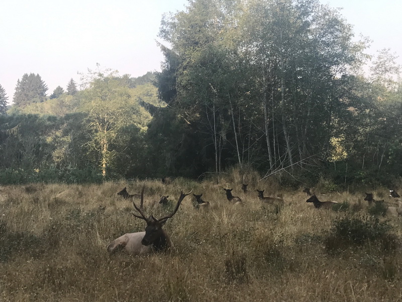 A Lesson in Ecology from the Roosevelt Elk Save the Redwoods League
