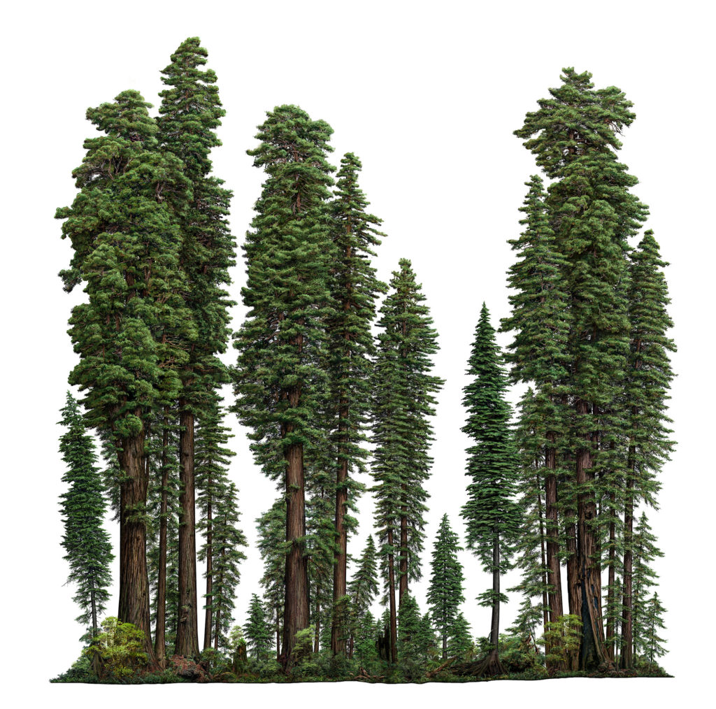 洋楽 Unfinished Business / Redwood Landing Dawn Redwood Grove - DT0519DRG5 - Brussel's Bonsai