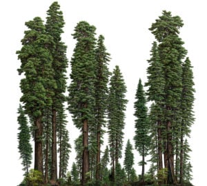 This detailed drawing by Robert Van Pelt shows that widely-spaced, large redwood trees maintain deep crowns full of leaves while also providing room on the forest floor for smaller trees and understory vegetation to thrive. This forest structure results in record-breaking forest productivity and carbon storage.