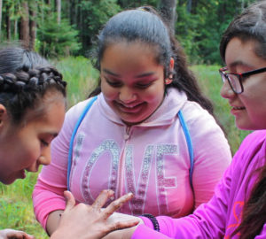 Students researching redwoods