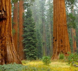 Mariposa Grove's giants. Photo by Jenkinson2455, Flickr Creative Commons