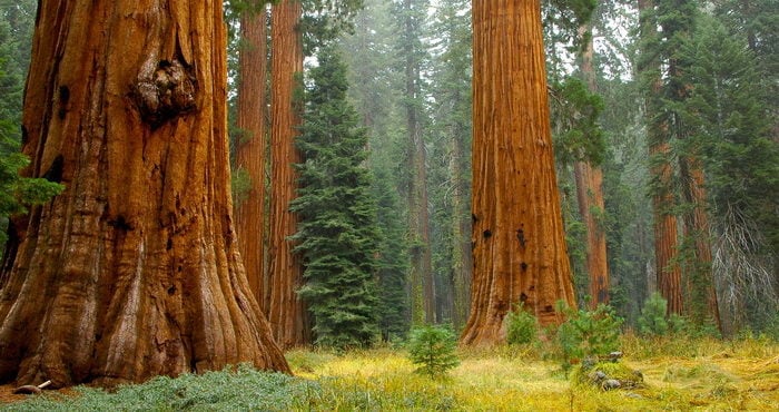 Mariposa Grove's giants. Photo by Jenkinson2455, Flickr Creative Commons