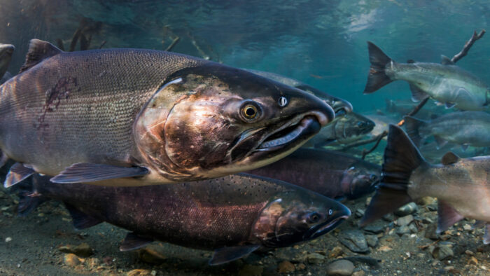 Coho Salmon underwater in stream