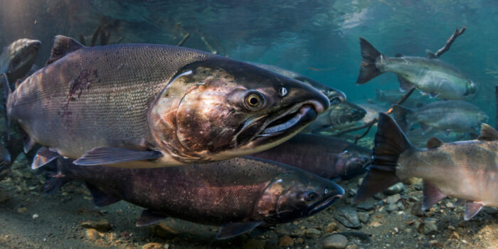 Coho Salmon