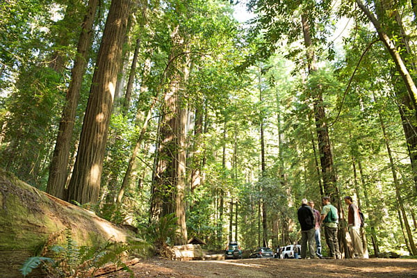 2010 tour of RCCI plot in Humboldt Redwoods State Park. Photo by Humboldt State University