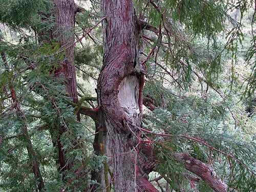 Reiterated trunks in complex redwood crowns frequently interact with each other and with branches emanating from the main trunk. This reiterated trunk in Big Basin Redwoods State Park rubbed against a branch, now fallen, over many years, leaving this structural evidence. Photo by Stephen Sillett, Institute for Redwood Ecology, Humboldt State University