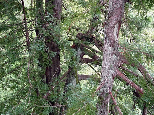 Extreme decay‐resistance allows redwoods to withstand major damage, regenerate crowns, and maintain high leaf areas. Note the hollow trunk near center and damaged trunk to right in this view of Big Basin Redwoods State Park. Photo by Stephen Sillett, Institute for Redwood Ecology, Humboldt State University