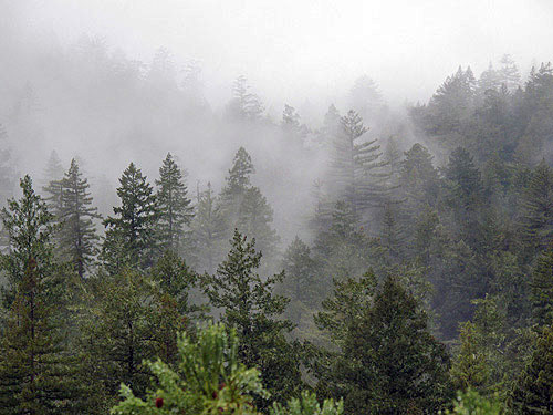 Old‐growth forests along hillslopes