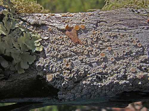 Epiphyte communities in relatively dry redwood forests are dominated by lichens, including many crusts like this fertile Ochrolechia. Photo by Stephen Sillett, Institute for Redwood Ecology, Humboldt State University
