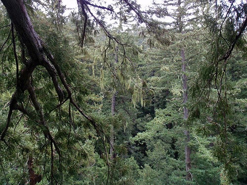 Epiphytic lichens like these Alectoria often hang from beneath redwood branches in old‐growth redwood forests. Photo by Stephen Sillett, Institute for Redwood Ecology, Humboldt State University