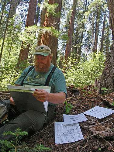 Research team leader, Bob Van Pelt, examines data sheets made during mapping of the 1‐hectare plot in Calaveras Big Trees State Park. Photo by Stephen Sillett, Institute for Redwood Ecology, Humboldt State University