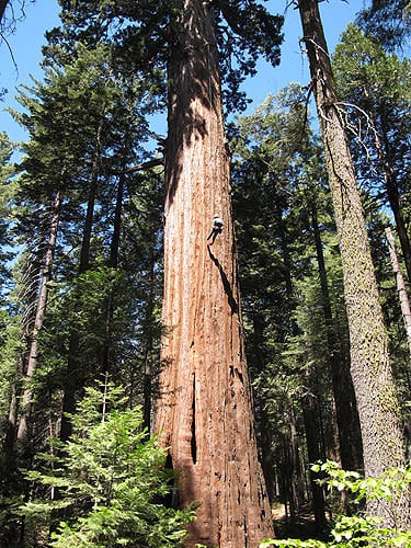 Main trunks of giant sequoias are the largest on Earth, dwarfing the puny scientists who study them. Photo by Stephen Sillett, Institute for Redwood Ecology, Humboldt State University