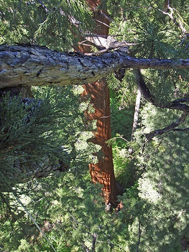 Crowns of giant sequoias are very dense, obscuring views of the ground except for occasional glimpses through branches as in this disorienting view from Calaveras Big Trees State Park. Photo by Stephen Sillett, Institute for Redwood Ecology, Humboldt State University