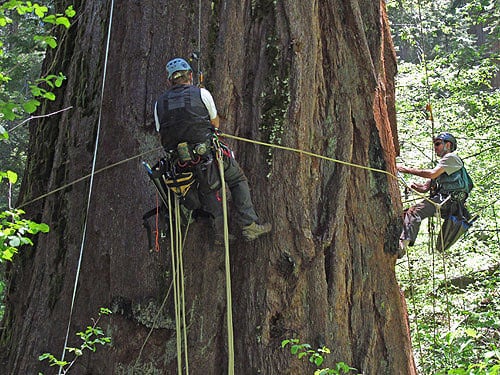 To quantify accurately annual rates of wood production, Giacomo Renzullo (left) and Anthony Ambrose (right) collect increment cores near the base of a medium‐size giant sequoia. Photo by Stephen Sillett, Institute for Redwood Ecology, Humboldt State University
