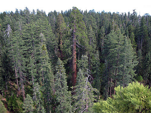 This old‐growth forest in Calaveras Big Trees State Park is home to giant sequoias up to 285 feet tall as well as two other conifers up to 246 feet tall: Abies lowiana and Pinus lambertiana. Photo by Stephen Sillett, Institute for Redwood Ecology, Humboldt State University