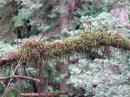 In this redwood rain forest, the moss Isothecium forms a mat on a small branch with mushrooms. Photo by Stephen Sillett, Institute for Redwood Ecology, Humboldt State University
