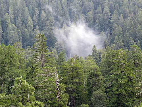 A puff of cloud floats above the redwood canopy. Photo by Stephen Sillett, Institute for Redwood Ecology, Humboldt State University