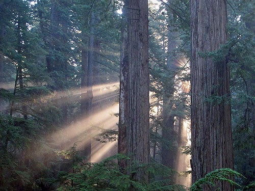 Winter light streams through the old‐growth forest canopy, highlighting abundant moisture in the air. Photo by Stephen Sillett, Institute for Redwood Ecology, Humboldt State University