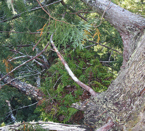 The evergreen fern Polypodium scouleri grows in thick mats high above the ground. Photo by Stephen Sillett, Institute for Redwood Ecology, Humboldt State University