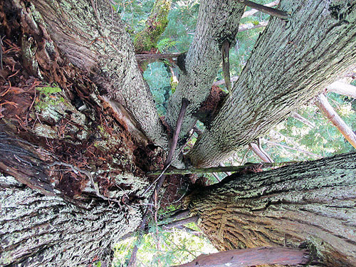 The upper portion of this tree’s trunk was heavily damaged long ago and now has multiple trunks creating a broad, thriving crown. Old redwoods respond to damage from fire, wind, and falling neighbors by producing reiterated trunks such as these pictured that rebuild crowns. Photo by Stephen Sillett, Institute for Redwood Ecology, Humboldt State University