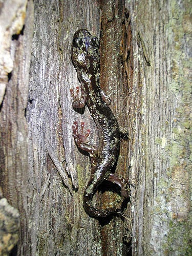 The wandering salamander, Aneides vagrans, is a top predator of old-growth forest canopies throughout Redwood National and State Parks. Expanded toe pads and prehensile tails allow these salamanders to fully explore the canopy all the way to the treetops. Photo by Stephen Sillett, Institute for Redwood Ecology, Humboldt State University