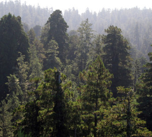 Giant redwood crowns loom over a canopy of shorter trees such as Sitka Spruce (Picea sitchensis) and Western Hemlock (Tsuga heterophylla). Photo by Stephen Sillett, Institute for Redwood Ecology, Humboldt State University