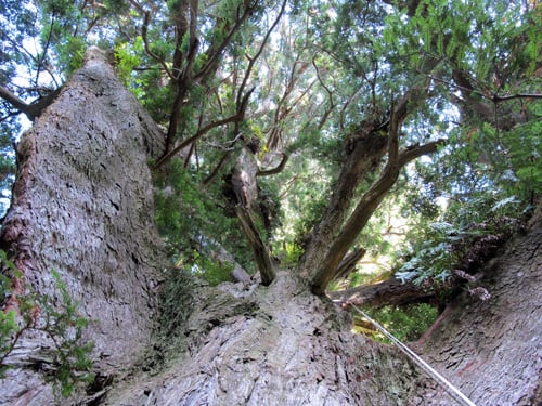 The limbs of redwoods inspire and bewilder tiny humans. High above the ground, several giant branches arch upwards toward the treetop, supported by thick ribbon buttresses and giving rise to dozen of new redwood trunks. Photo by Stephen Sillett, Institute for Redwood Ecology, Humboldt State University