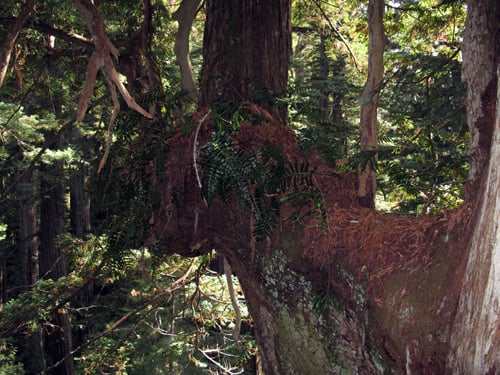 The crown of this redwood is among the most impressive we have found. The tree stands on a ridge and has huge limbs radiating in all directions, many limbs are more than 1 m thick and some are more than 2 m thick. This limb in the lower crown is draped with lush Polypodium scouleri ferns. Photo by Stephen Sillett, Institute for Redwood Ecology, Humboldt State University