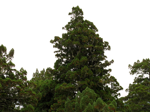 In the rain forest of Jedediah Smith, single redwood treetops (called crowns) can be incredibly dense with many trunks, many branches, and leaves. Photo by Stephen Sillett, Institute for Redwood Ecology, Humboldt State University
