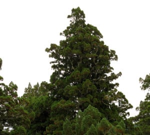 In the rain forest of Jedediah Smith, single redwood treetops (called crowns) can be incredibly dense with many trunks, many branches, and leaves.