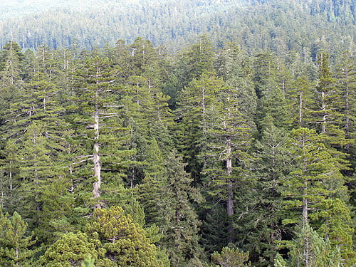 Redwood dominates the old‐growth forests of Redwood National Park, but other conifers are often abundant. In this view across the canopy, Douglas fir crowns are visible as slightly bluish‐green compared to the more yellow‐green of redwood crowns. Photo by Stephen Sillett, Institute for Redwood Ecology, Humboldt State University