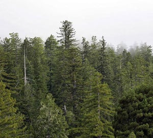Trees in old‐growth redwood forests become highly individualized with age. In this view across the upper canopy each tree’s crown has a distinctive shape. Photo by Stephen Sillett, Institute for Redwood Ecology, Humboldt State University