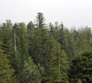 Trees in old‐growth redwood forests become highly individualized with age. In this view across the upper canopy each tree’s crown has a distinctive shape. Photo by Stephen Sillett, Institute for Redwood Ecology, Humboldt State University