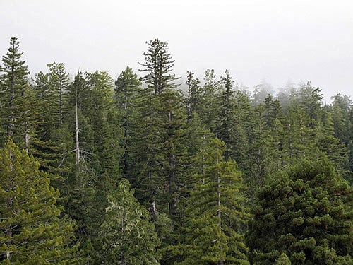 Trees in old‐growth redwood forests become highly individualized with age. In this view across the upper canopy each tree’s crown has a distinctive shape. Photo by Stephen Sillett, Institute for Redwood Ecology, Humboldt State University